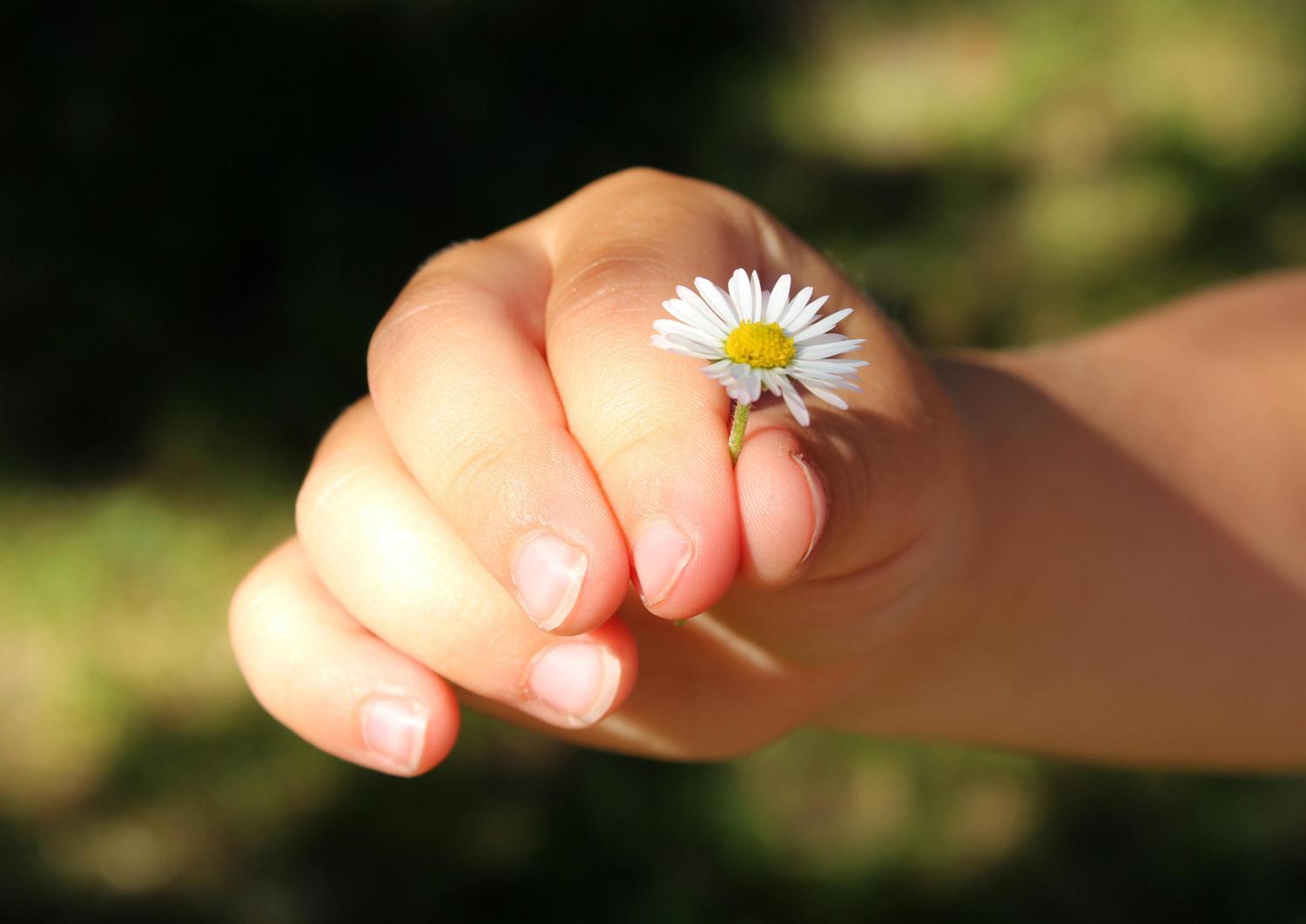 Gänseblümchen